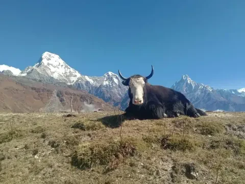 Yak resting on a mountain trail with Himalayan peaks in the background.