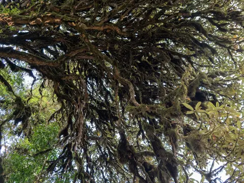 Flora and Fauna on Ghorepani Poon Hill Trek