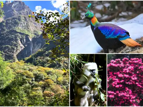 Flora and Fauna on Annapurna Base Camp Trek