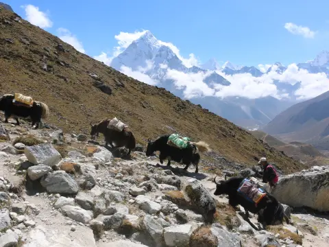 Flora and Fauna on Everest Base Camp Trek