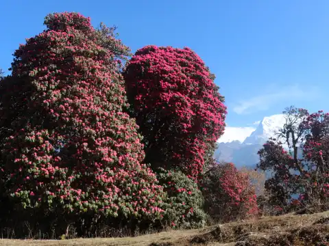 Poon Hill Trek in April Vs. in May