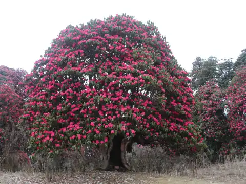 Trekking in Nepal in April