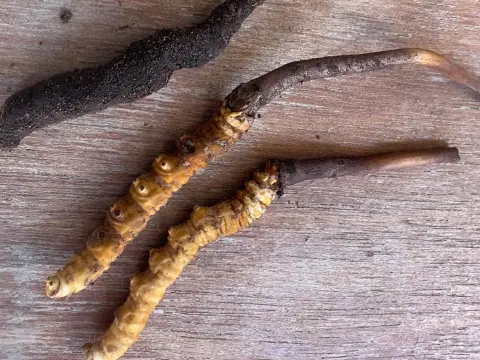 Yarsagumba: The Traditional Himalayan Medicine