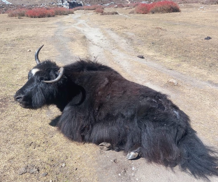 Himalayan yak grazing on alpine meadows along the Everest Base Camp Trek, surrounded by snow-capped mountains, colorful prayer flags, and rugged Himalayan landscapes in Sagarmatha National Park, Nepal.