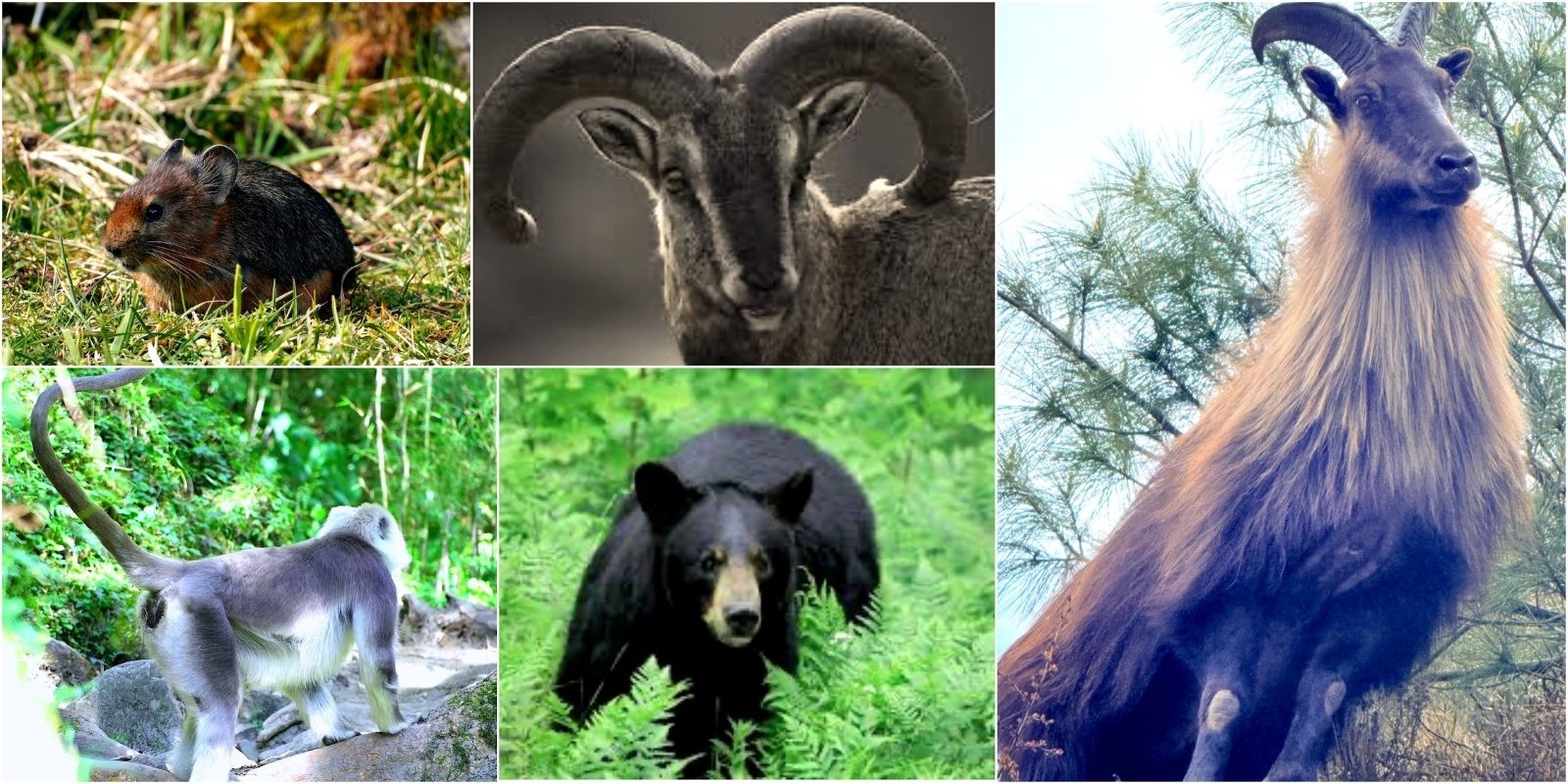 Alpine animals in natural habitat in the Himalayas