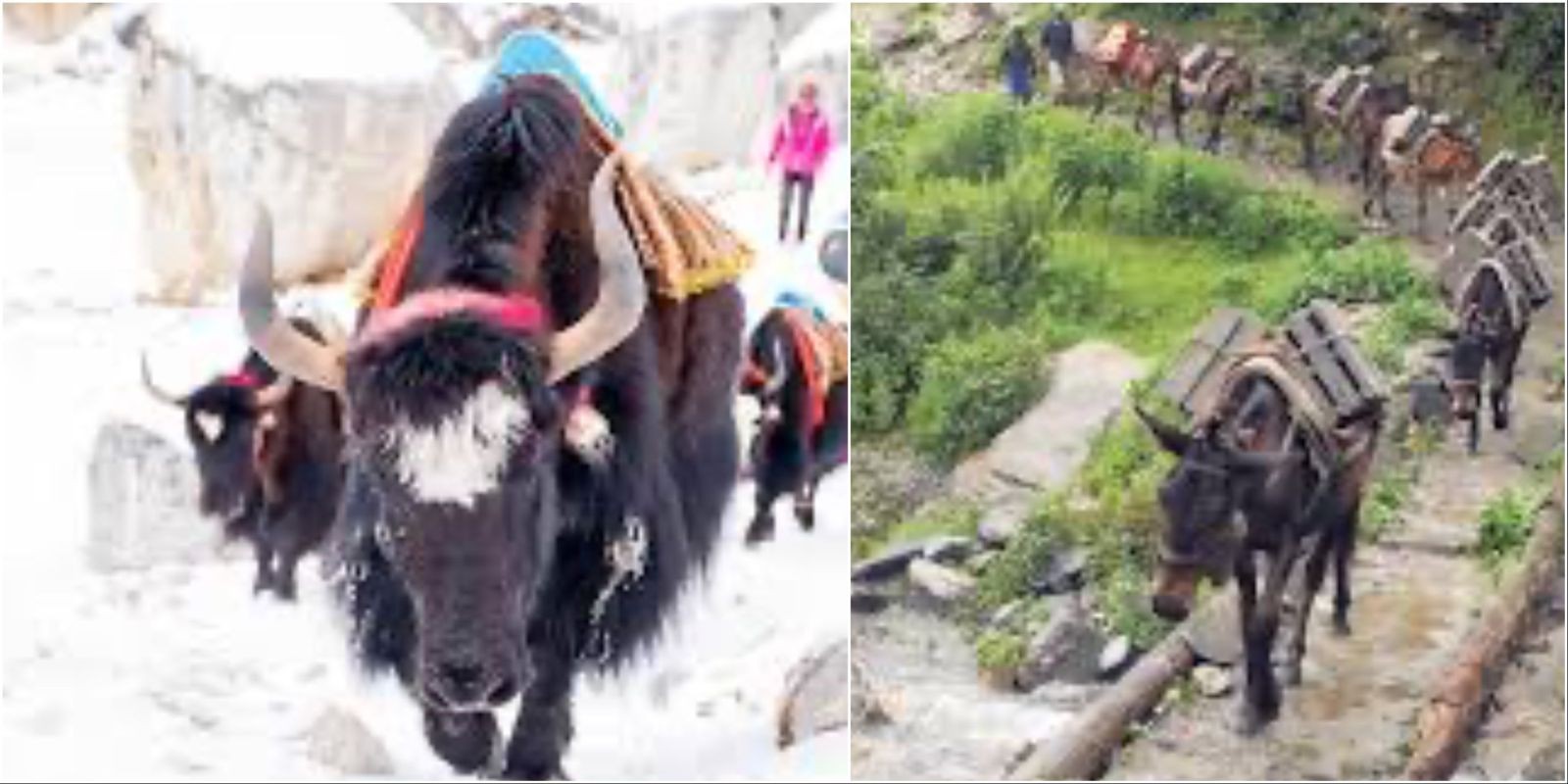 "Yak and mule caravan carrying heavy loads of food, fuel, trekking equipment, and supplies along the Everest Base Camp trail in the Khumbu region"