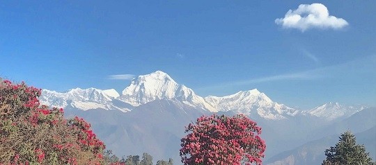 Blooming rhododendron flowers with Mount Dhaulagiri rising in the background along a Himalayan trekking trail.