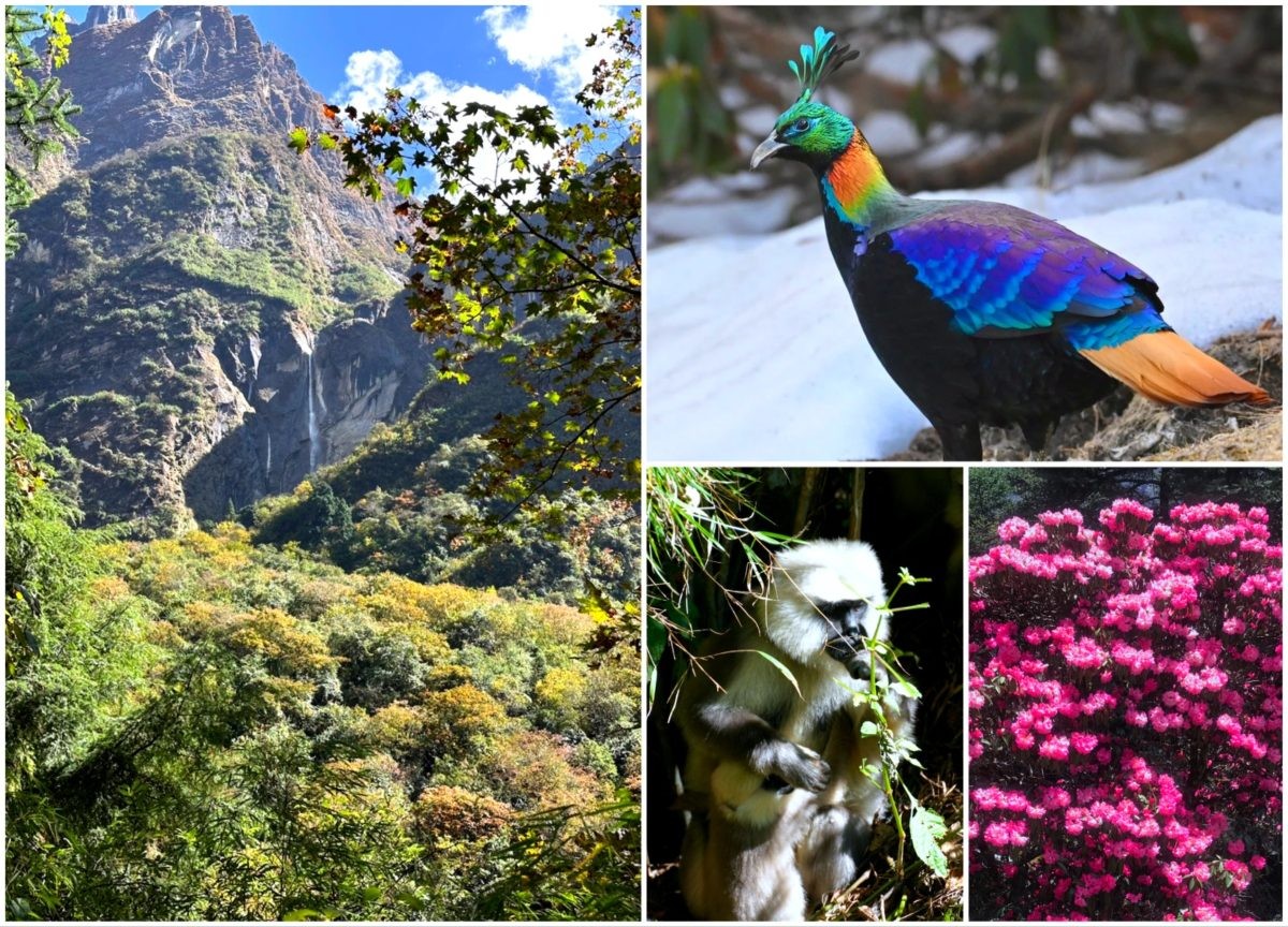 Highlights of the Annapurna Base Camp Trek featuring a Himalayan monal (Danphe), langur monkey, lush rhododendron forest, cascading waterfalls, and scenic mountain trails in the Annapurna region of Nepal.