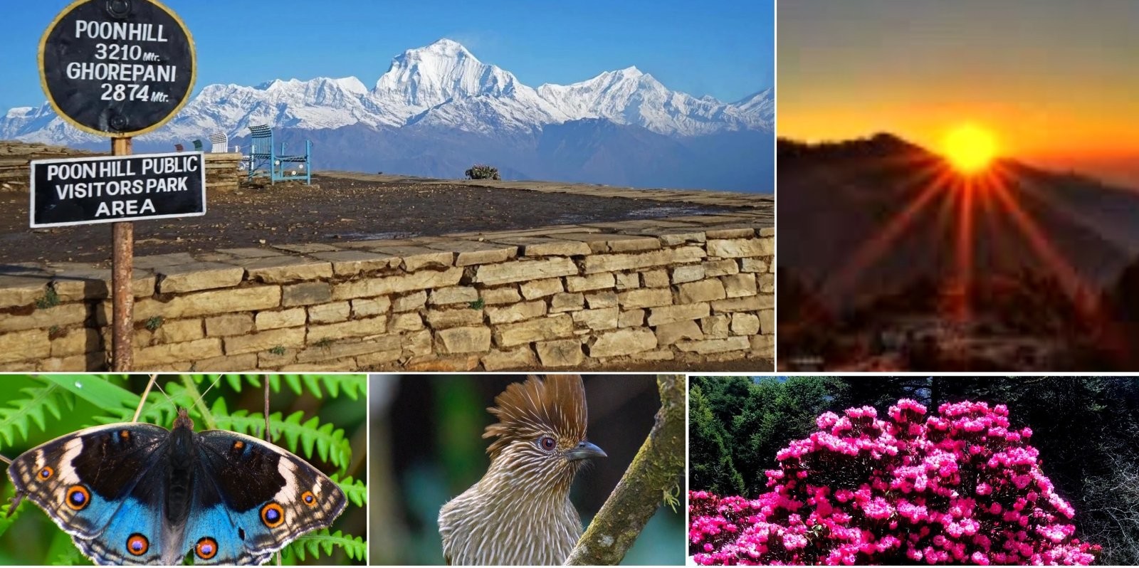 Panoramic sunrise view from Poon Hill featuring Annapurna, Dhaulagiri, Machhapuchhre (Fishtail), and colorful rhododendron forests on the Ghorepani Poon Hill Trek.
