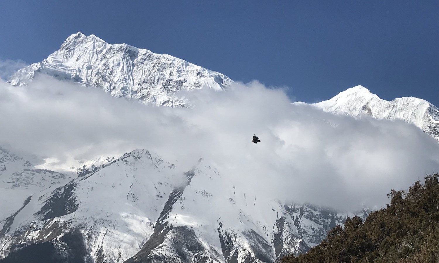 Snow-covered Annapurna peaks rise above drifting September clouds under a deep blue sky, while a Himalayan bird soars across the dramatic mountain landscape on the Annapurna Circuit Trek.