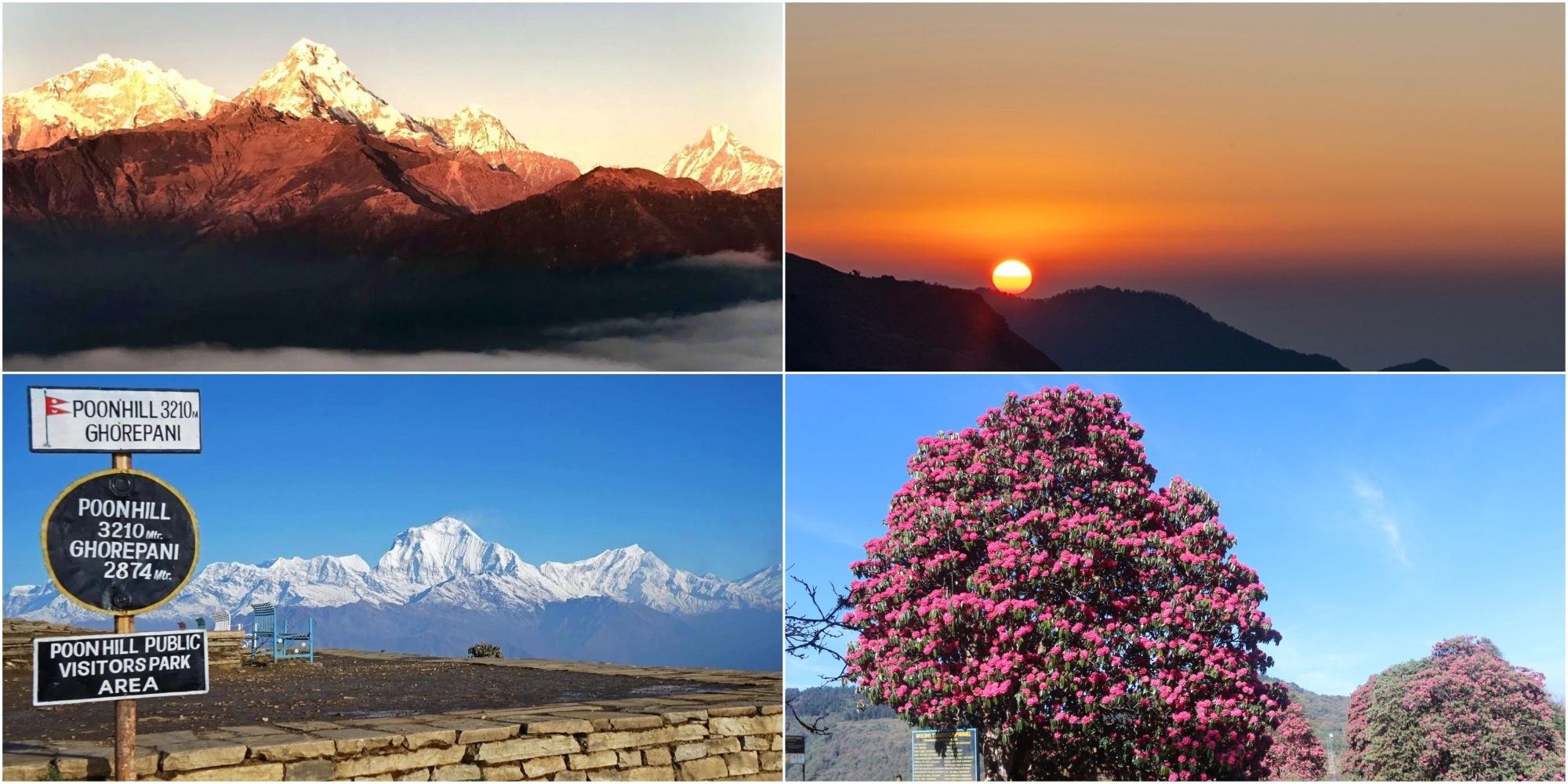Spring trekking in Nepal—blooms and sunrise at Poon Hill.