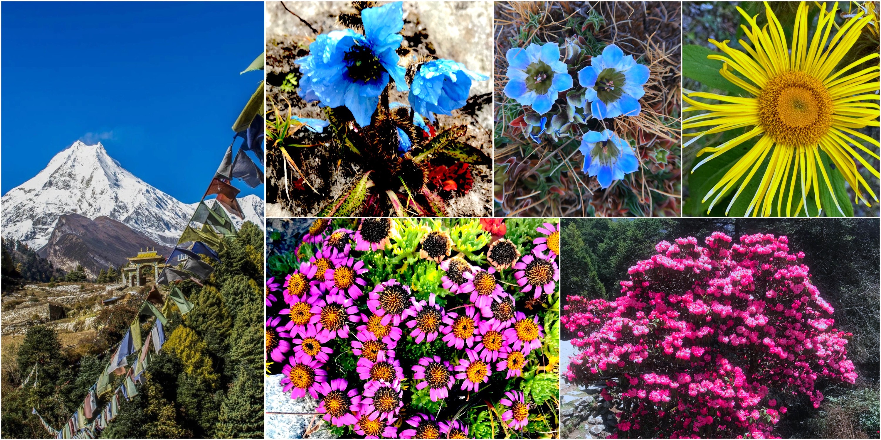 Flora on Manaslu Circuit Trek