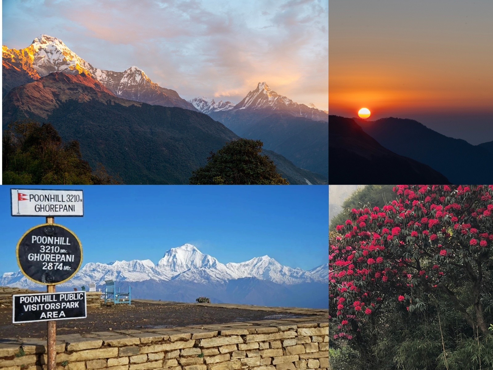Trekkers hiking from Ghorepani to Poon Hill and Tadapani through colorful rhododendron forests in the Annapurna region of Nepal.