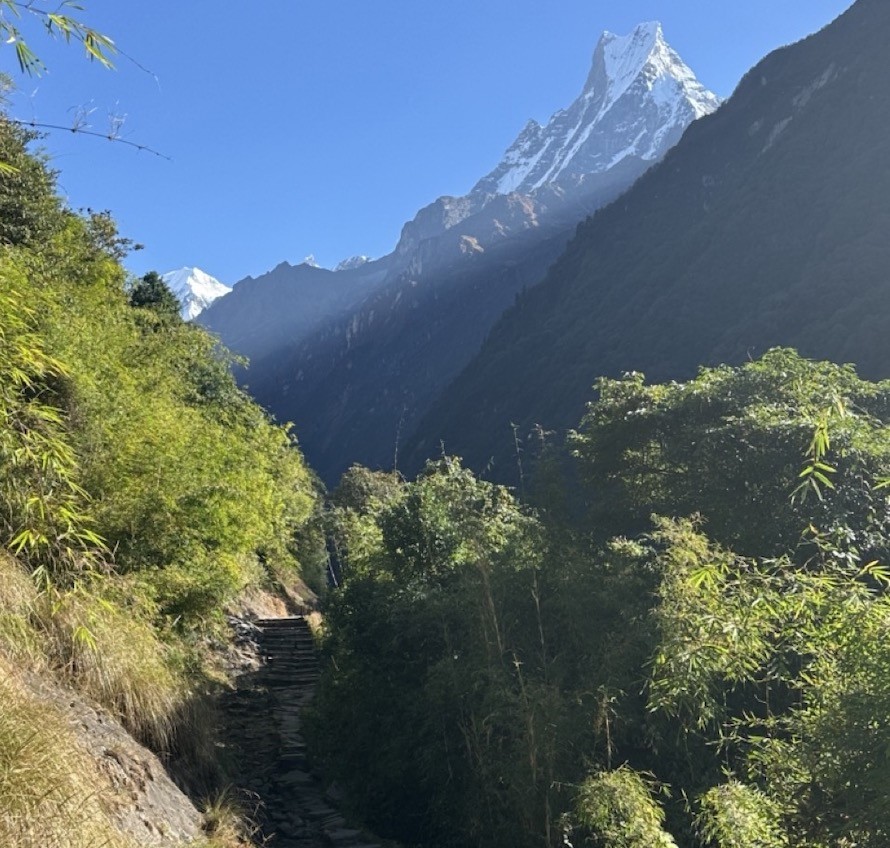 Lush bamboo forest on the Annapurna Base Camp trail with the majestic Machhapuchhre (Fishtail Mountain) rising above the trees in the background under a clear Himalayan sky.