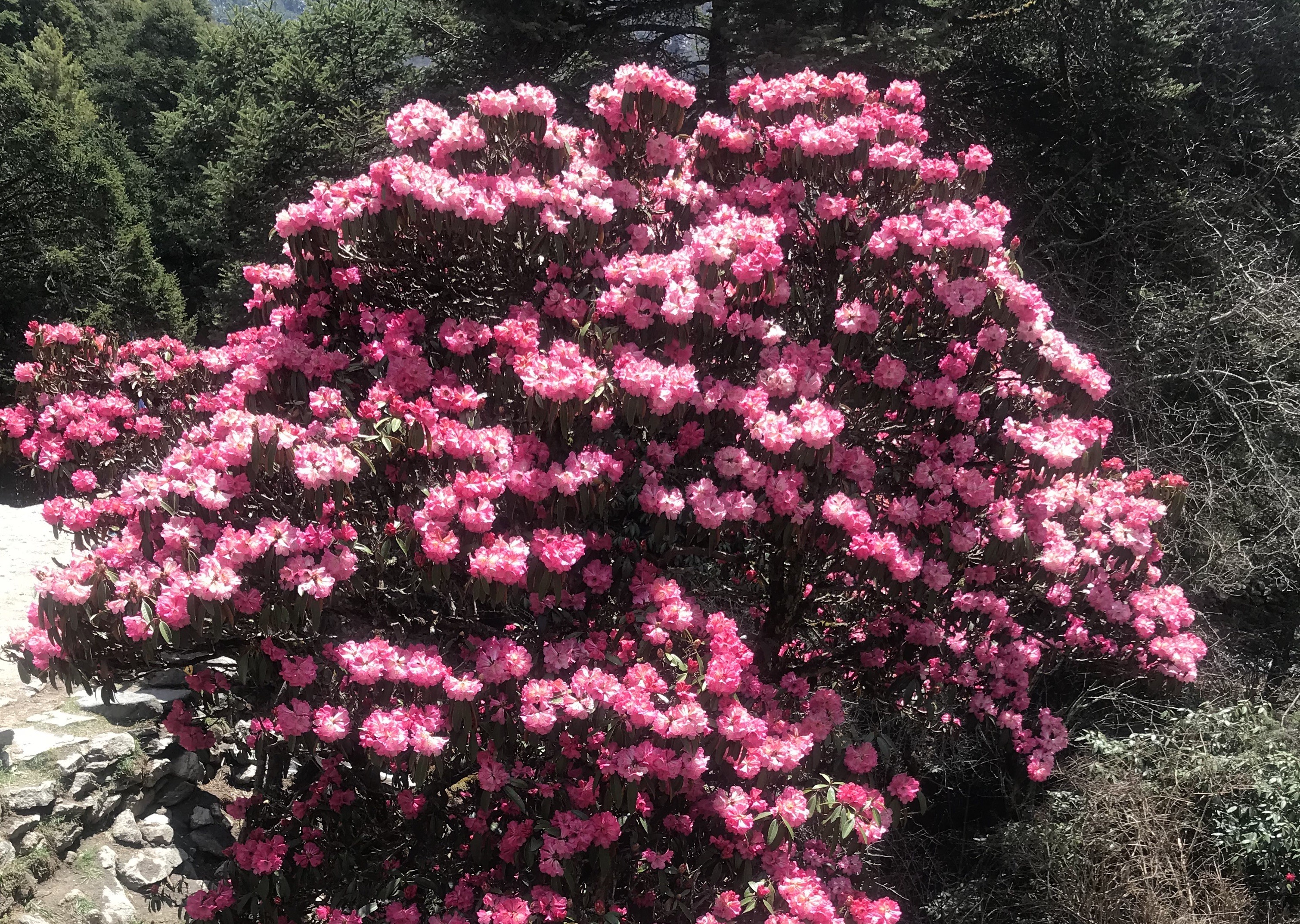 Rhododendron Flowers in Himalayan Forest, Nepal