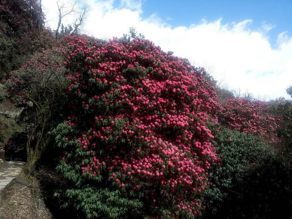 Blooming rhododendron forest along the Mardi Himal Trek in the Annapurna region of Nepal.