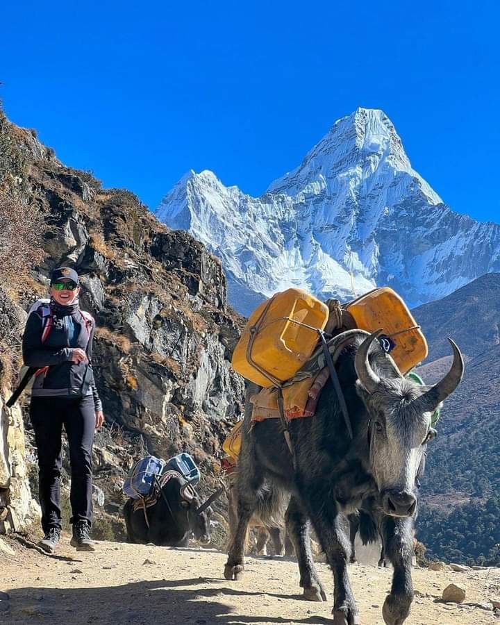 yak carrying load Nepal Himalaya