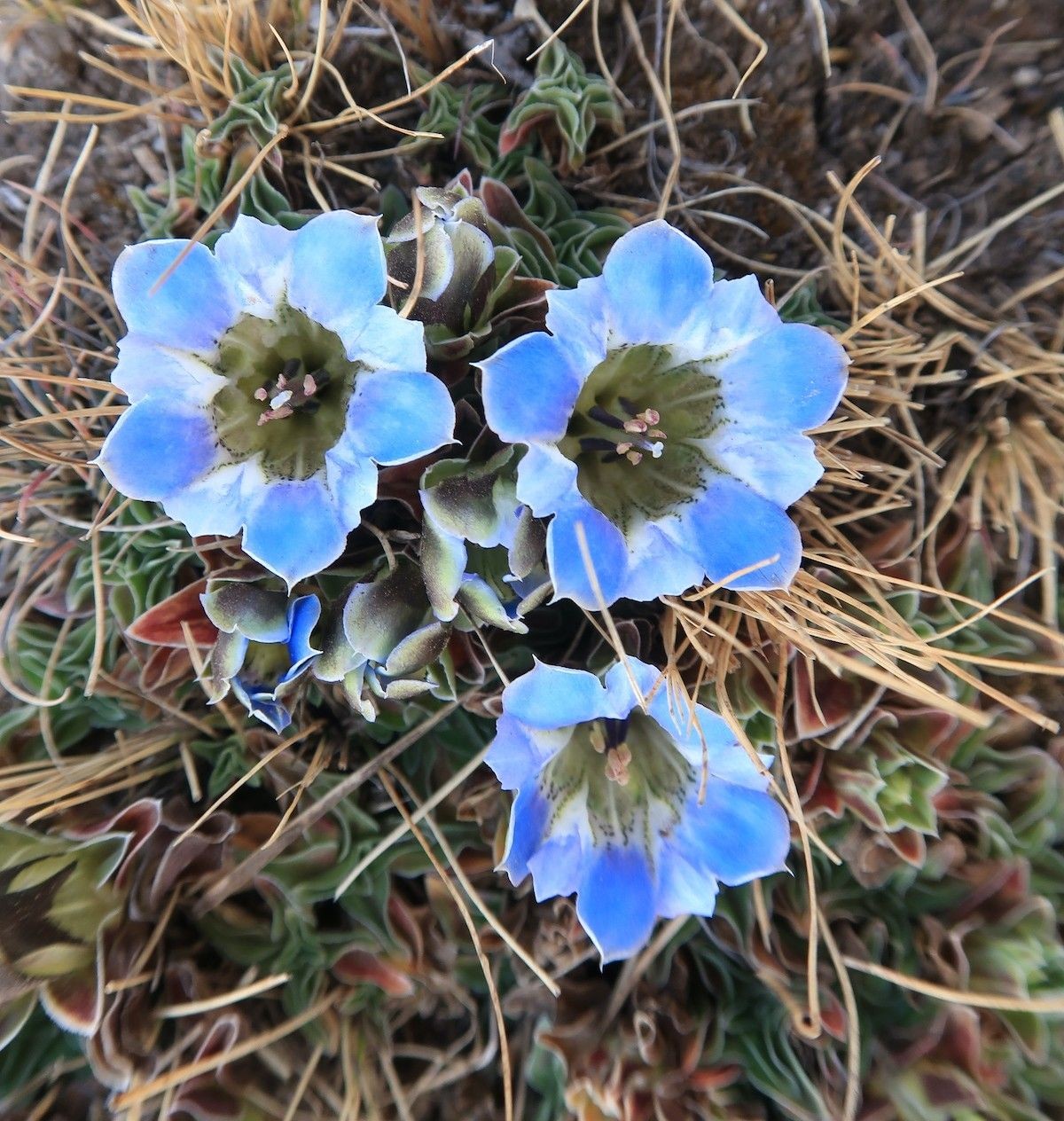 Blue Himalayan gentian wildflowers blooming on an alpine meadow along the Langtang Valley Trek, showcasing vibrant mountain flora in Langtang National Park, Nepal.