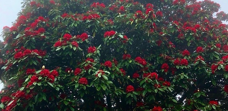 Blooming rhododendron flowers along the Annapurna trekking trail with vibrant red blossoms and lush Himalayan forest.