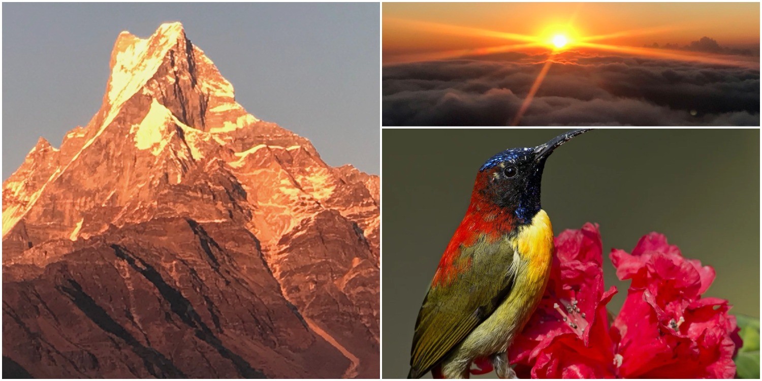 Spectacular sunrise over Machapuchare (Fishtail Mountain) and Mardi Himal in Nepal, with golden sunlight illuminating the snow-covered Himalayan peaks under a clear morning sky.