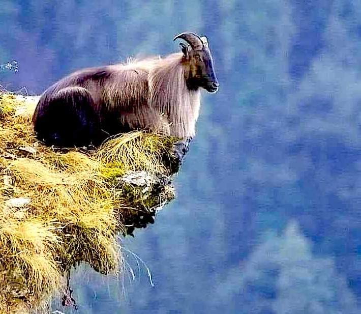 Himalayan mountain goat resting on a rocky cliff in alpine terrain with snow-capped peaks and rugged mountains in the background.