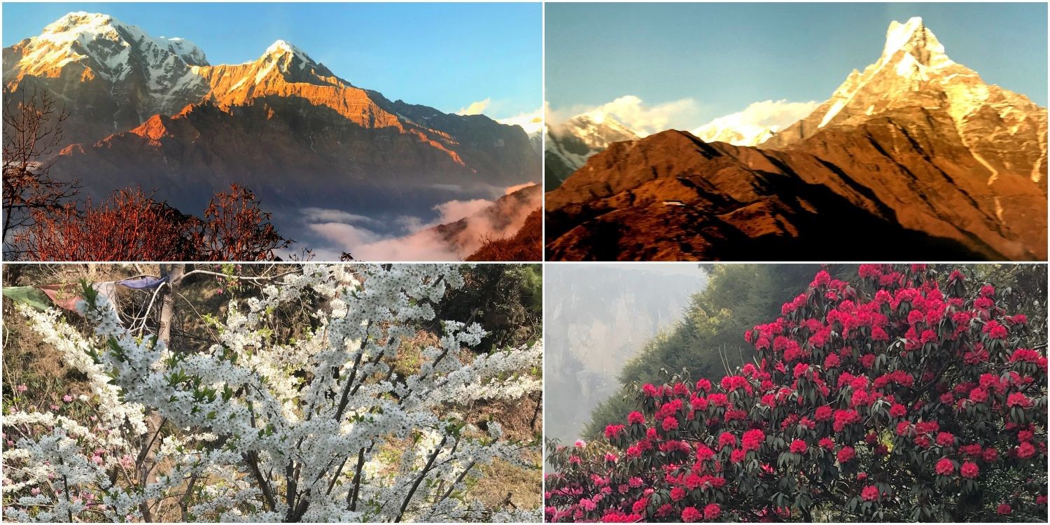 Spring landscape on the Mardi Himal Trek in Nepal featuring blooming rhododendron and cherry blossoms, with clear views of Machapuchare (Fishtail), Annapurna South, Hiunchuli, and snow-capped Himalayan peaks under blue skies.