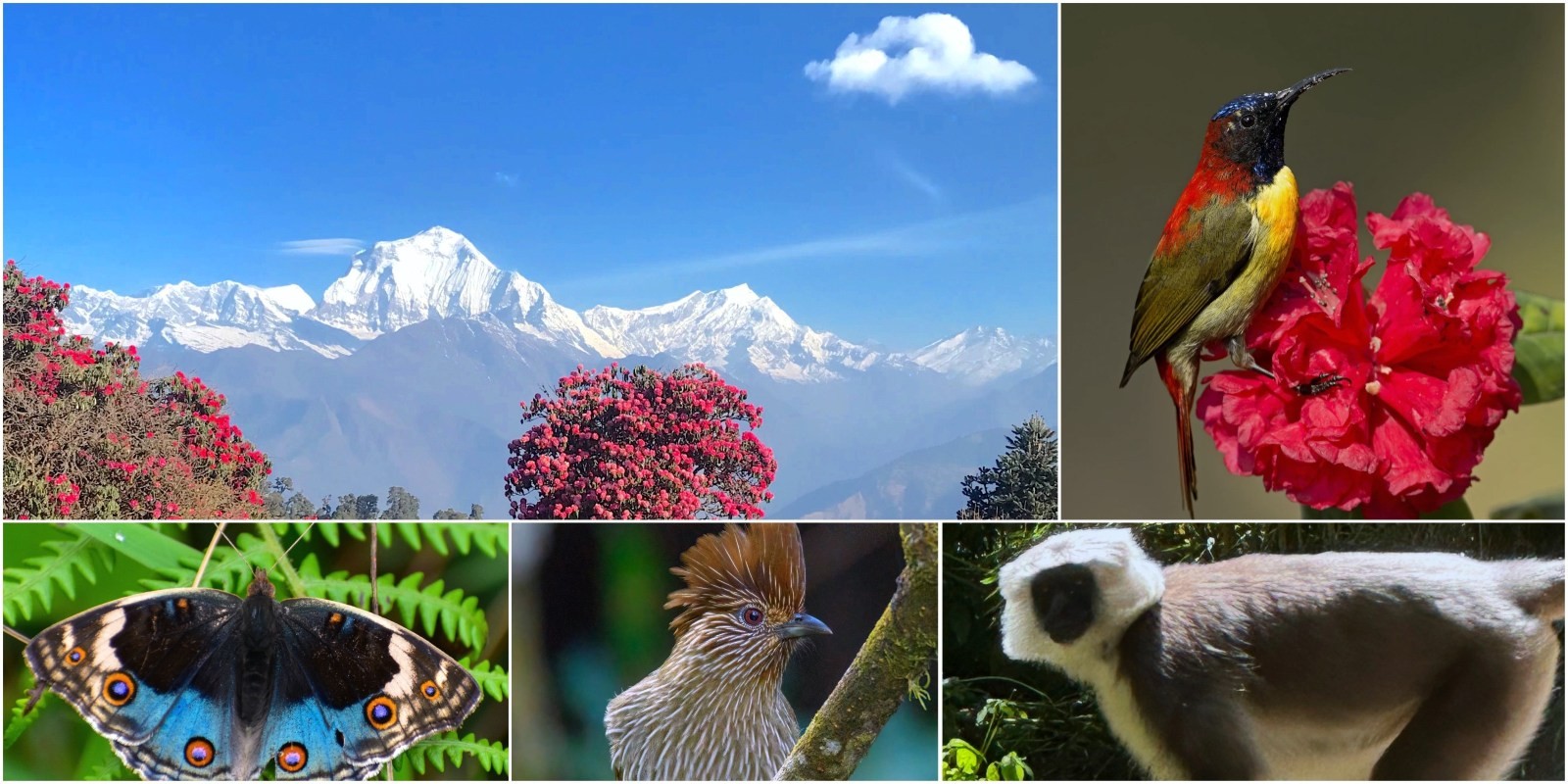 Spring landscape on the Poon Hill Trek featuring blooming rhododendron forests, colorful wildflowers, traditional Gurung villages, and panoramic views of Annapurna, Dhaulagiri, and Machapuchare (Fishtail) under clear blue skies.