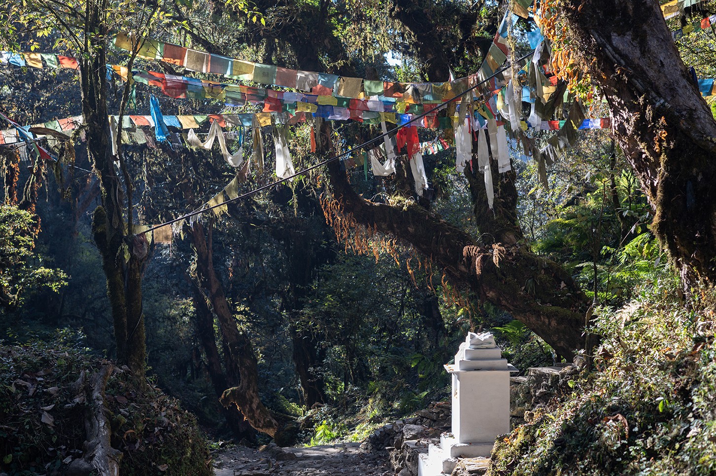 Trekkers navigating the challenging forest trail between Ghorepani and Tadapani, with steep ascents and descents through rhododendron forests and rugged Himalayan terrain.