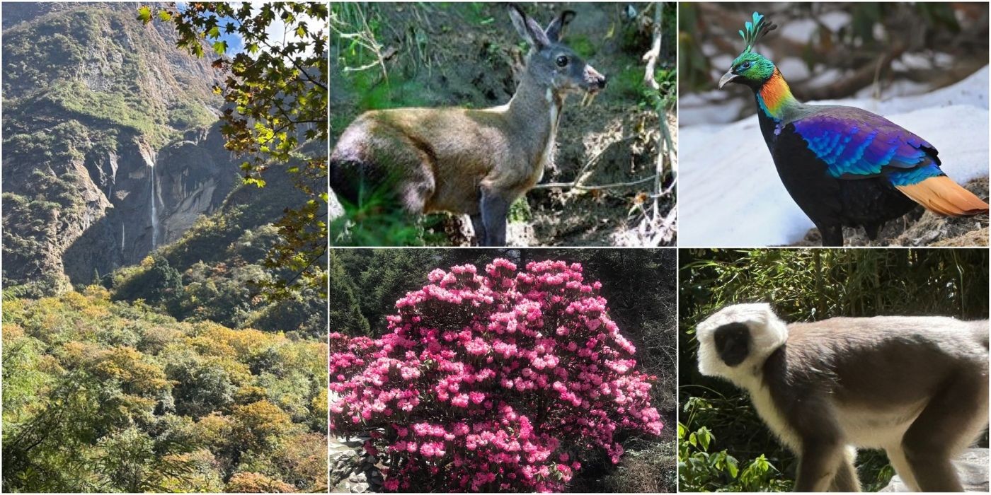 Flora, fauna, and biodiversity of the Annapurna Conservation Area featuring rhododendron flowers, Himalayan wildlife, and lush mountain forests