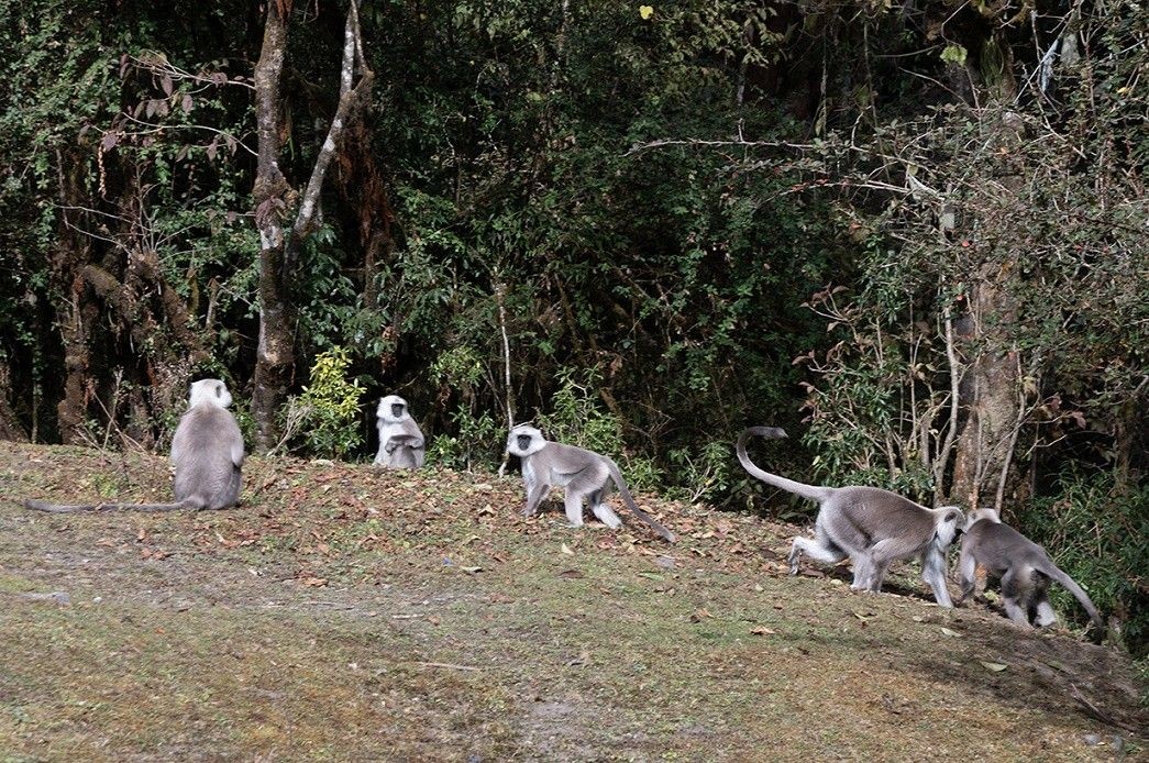Group of Himalayan gray langurs resting and playing in a forest along the Ghorepani Poon Hill Trek, surrounded by lush woodland.