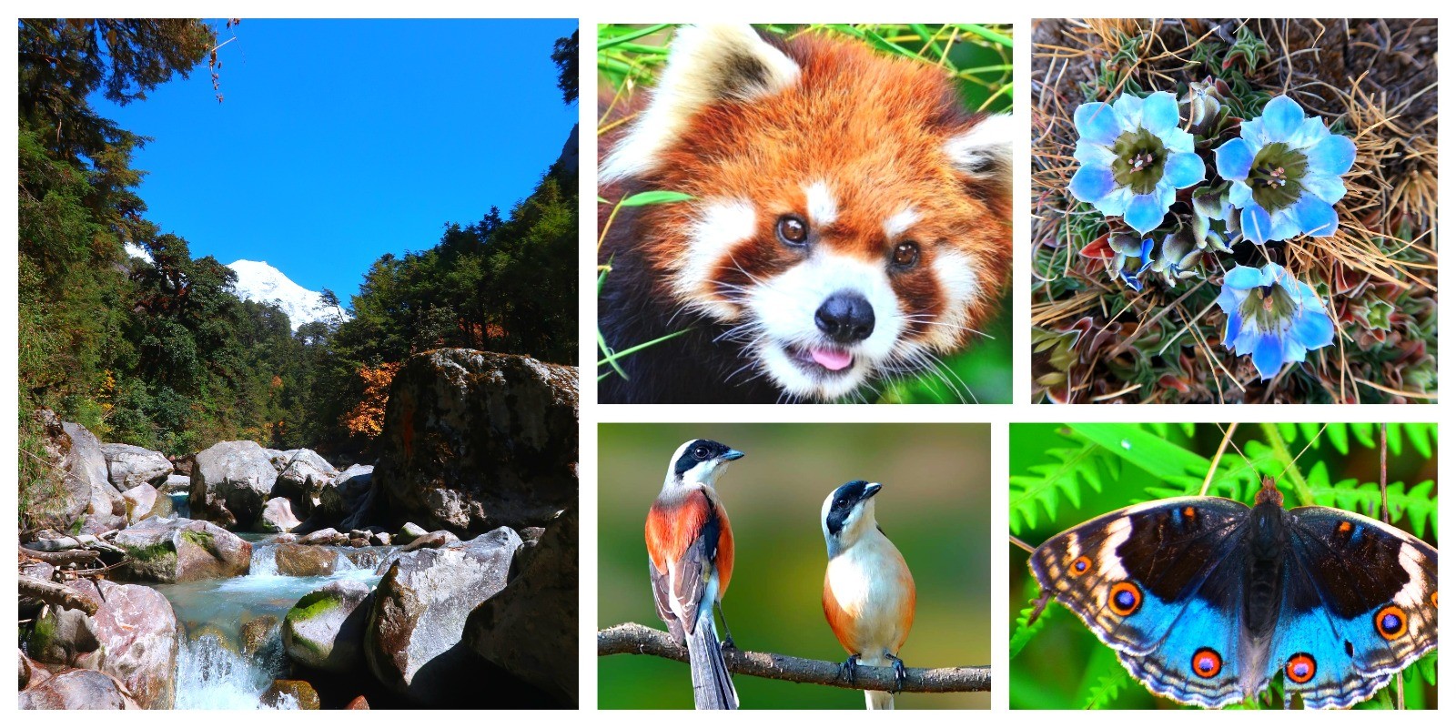 Langtang wildlife red panda birds butterfly mountain river Nepal Himalaya