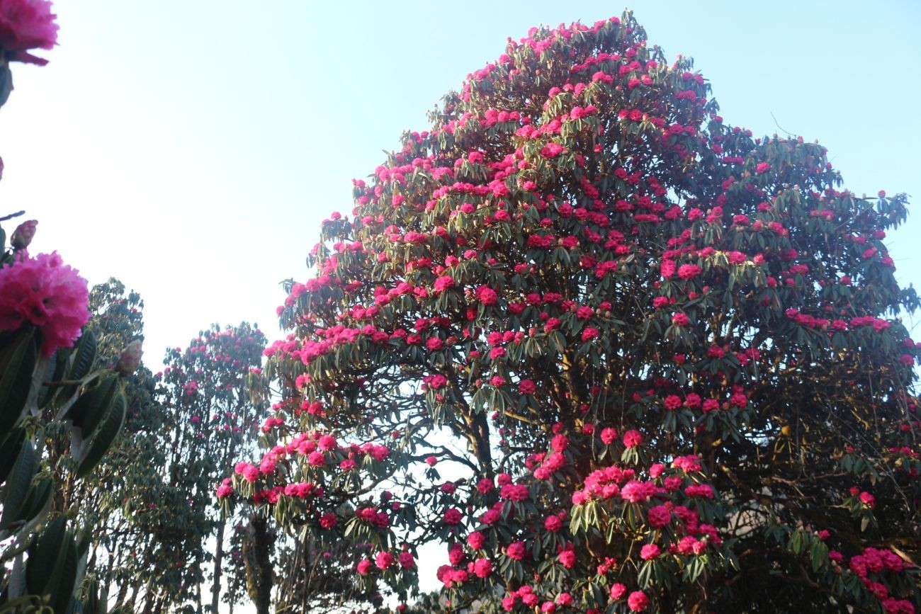 Rhododendron forest in full bloom in the Himalayas