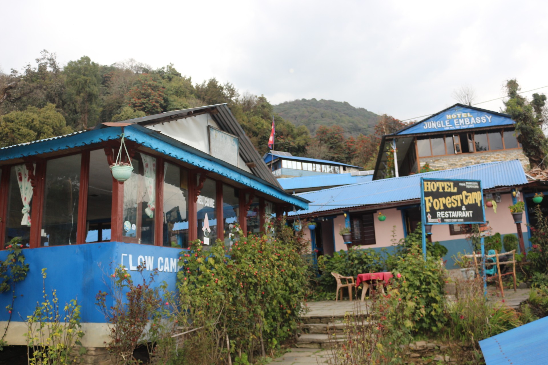 Forest Camp on the Mardi Himal Trek surrounded by dense rhododendron and oak forests, with mountain lodges nestled in a peaceful Himalayan woodland setting in Nepal.