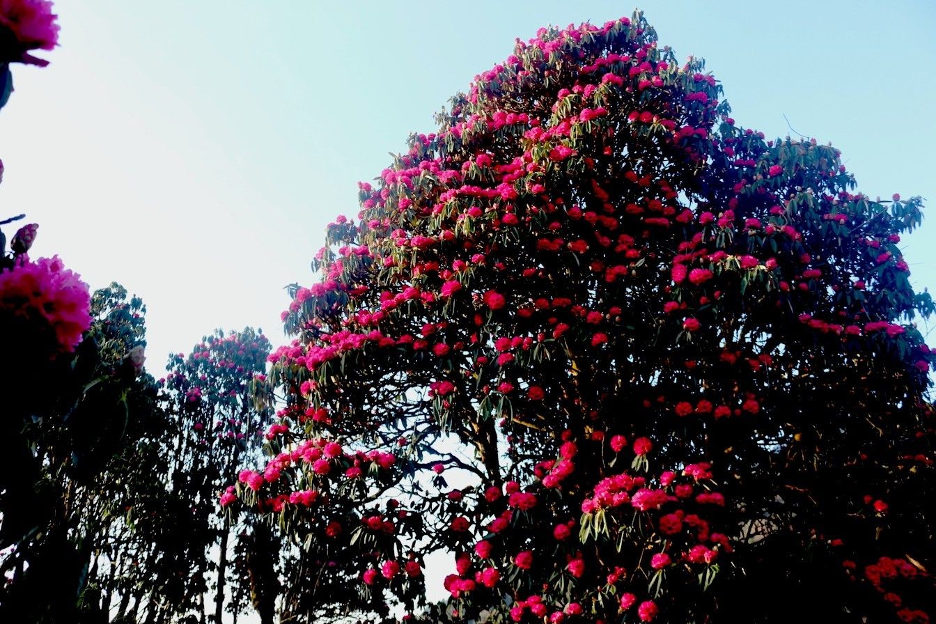 Blooming rhododendron flowers along the Mardi Himal Trek trail in the Annapurna region of Nepal, with vibrant red, pink, and white blossoms covering the forest beneath snow-capped Himalayan peaks.