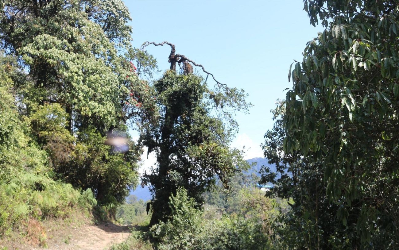 Dry Forest Trail – Enjoy dry, well-maintained forest trails surrounded by rhododendron and oak trees.