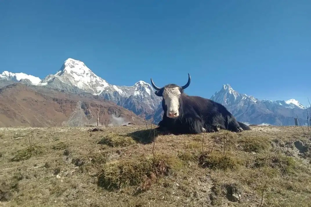 Yak resting on a grassy ridge near Muldai Viewpoint with Machhapuchhre (Fishtail), Annapurna South, and the Annapurna Himalayas under a clear blue sky in Nepal.