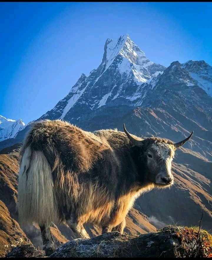 Yak with Mount Fishtail in Annapurna region Nepal Himalaya