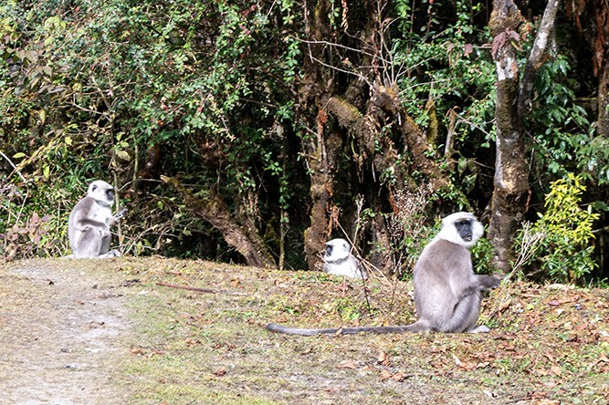 Monkey in lush forest along the Ghorepani Poon Hill Trek with rich Himalayan biodiversity.