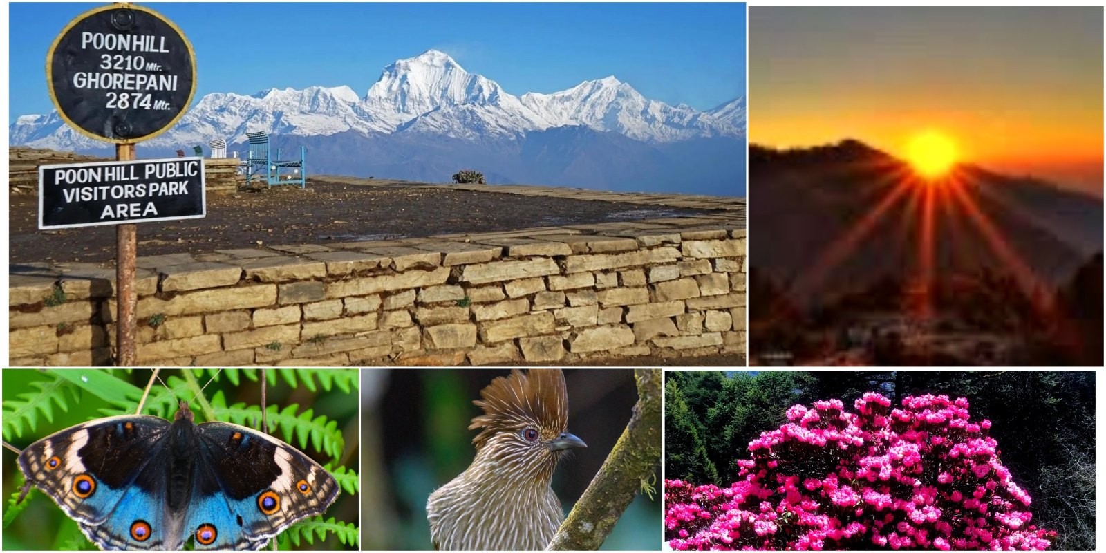 Golden sunrise over the Annapurna and Dhaulagiri ranges from Poon Hill, with blooming rhododendron forests, colorful butterflies, and Himalayan birds along the trekking trail.