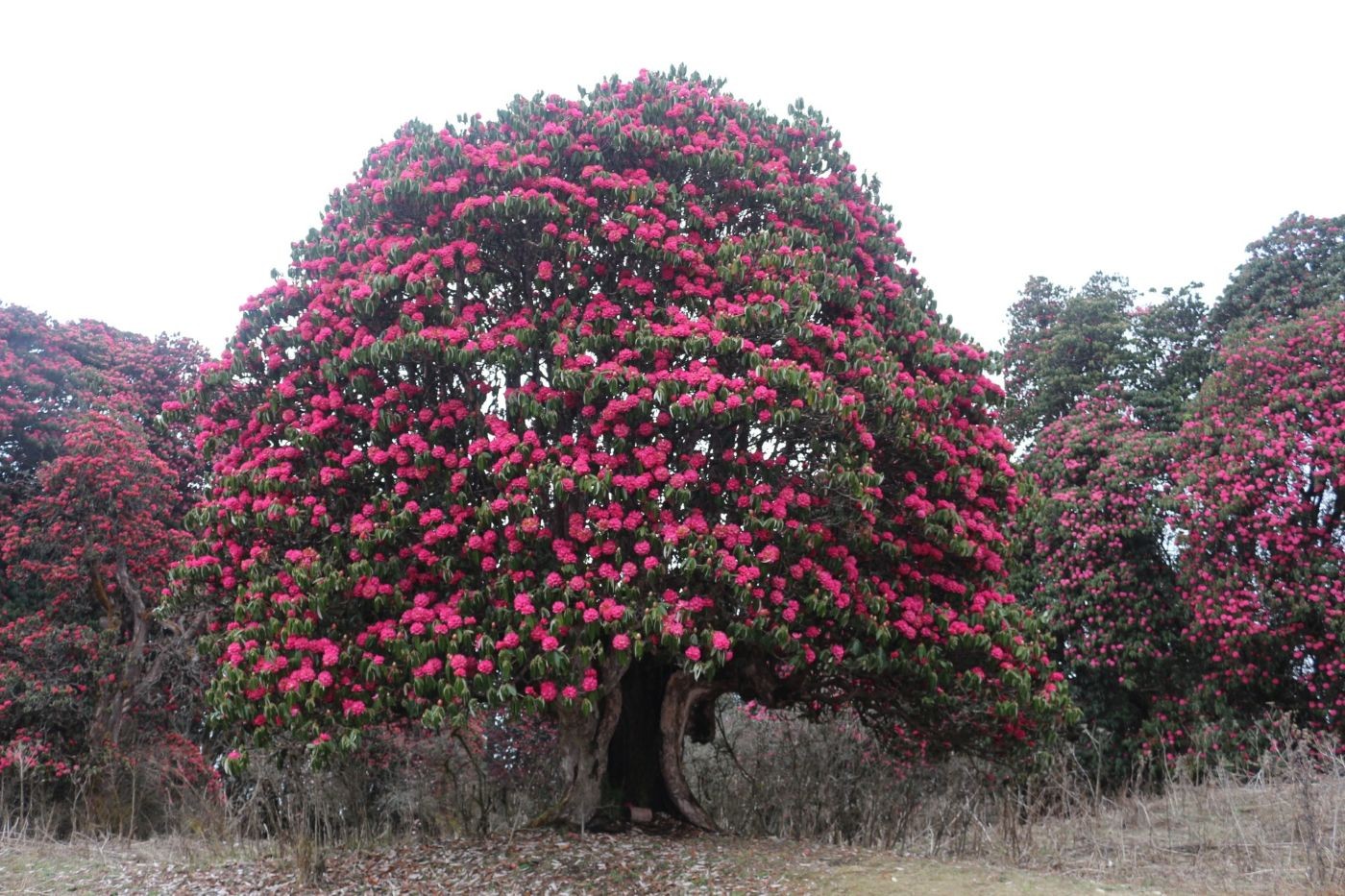 Blooming rhododendron forest along the Muldai Trek in Nepal, with colorful spring flowers, lush woodland, and scenic Himalayan surroundings.