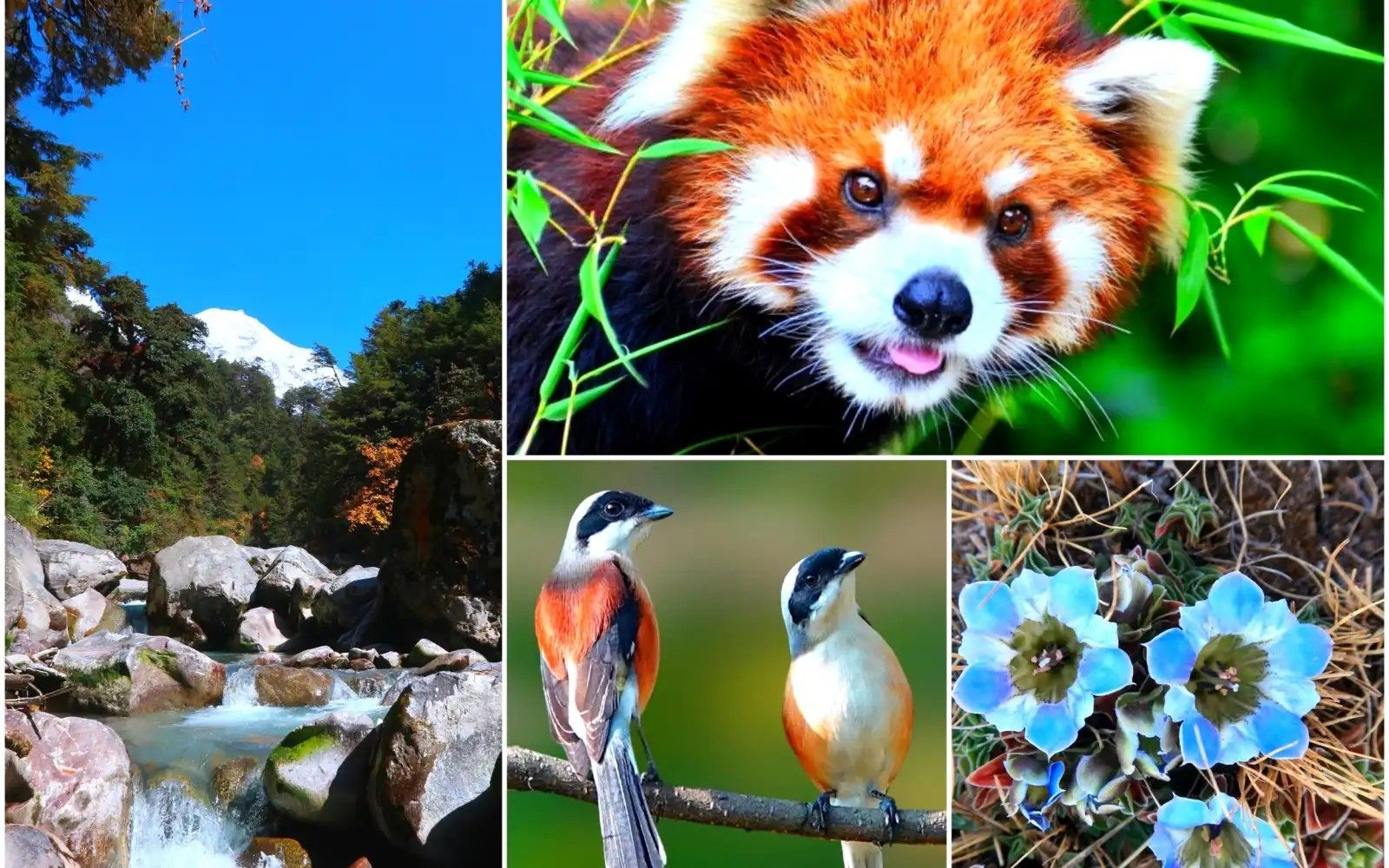 Langtang Valley flora and fauna featuring colorful rhododendron flowers, alpine plants, red panda, Himalayan birds, and the pristine natural landscapes of Langtang National Park, Nepal.