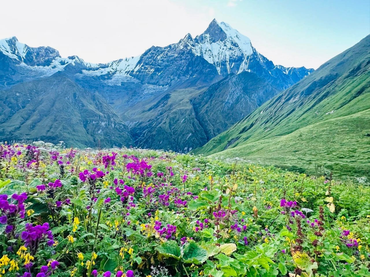 Machhapuchhre (Fishtail Mountain) rise above a vibrant alpine meadow filled with colorful wildflowers, creating a breathtaking Himalayan landscape in September.