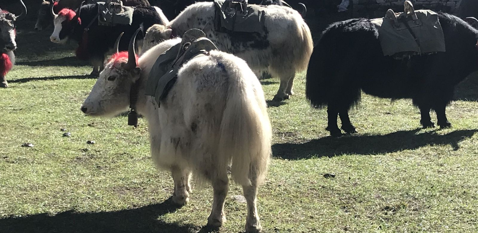 "Trekkers respectfully giving space to yaks and mules on the Everest Base Camp trail while following ethical wildlife and pack animal practices in the Himalayas"