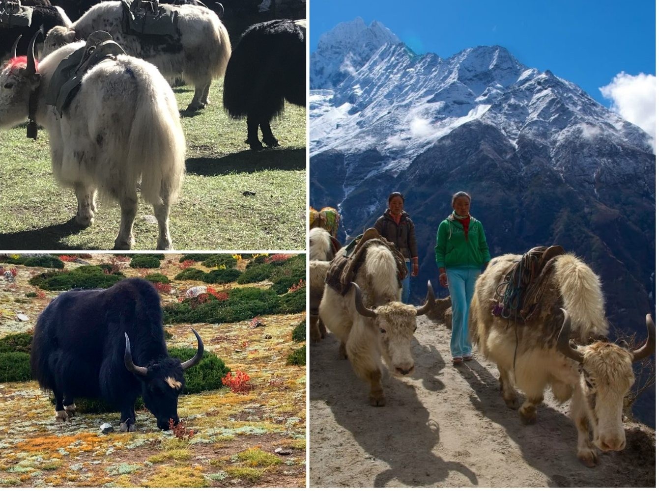 yak in Nepal Himalaya
