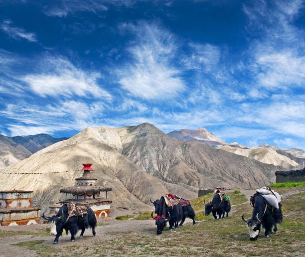 Pack yaks walking through the remote Upper Dolpo landscape with ancient Buddhist stupas, barren Himalayan mountains, and vast high-altitude valleys in western Nepal.