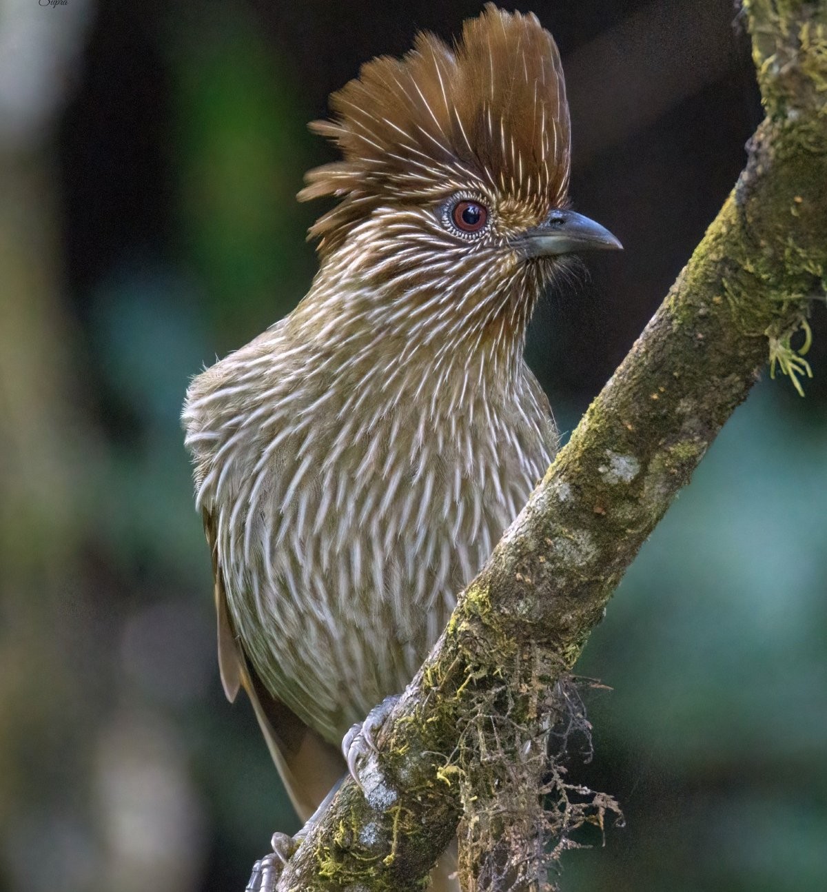 Crested Laughingthrush perched on a moss-covered tree branch in Langtang National Park, a colorful Himalayan bird commonly seen during the Langtang Valley Trek in Nepal.