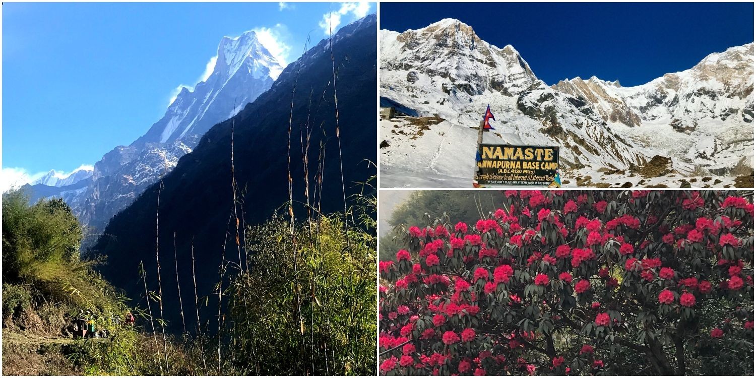 Blooming rhododendron flowers along the Annapurna Base Camp Trek trail with Machapuchare (Fishtail) rising above snow-capped Himalayan peaks under a clear blue March sky.