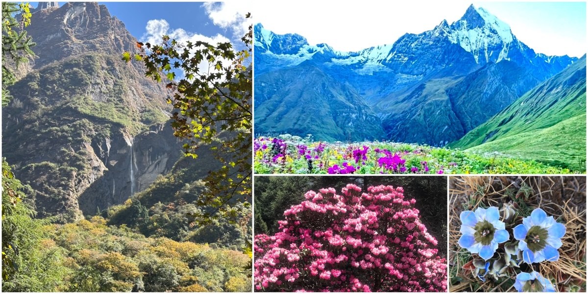Diverse landscapes on the Annapurna Base Camp Trek featuring blooming rhododendron forests, lush green hills, alpine meadows, and snow-capped Himalayan mountains.