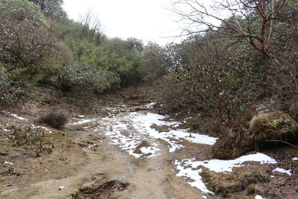Snow-dusted forest trail on the Muldai Trek in Nepal, winding through rhododendron and oak forests with a peaceful winter Himalayan landscape.
