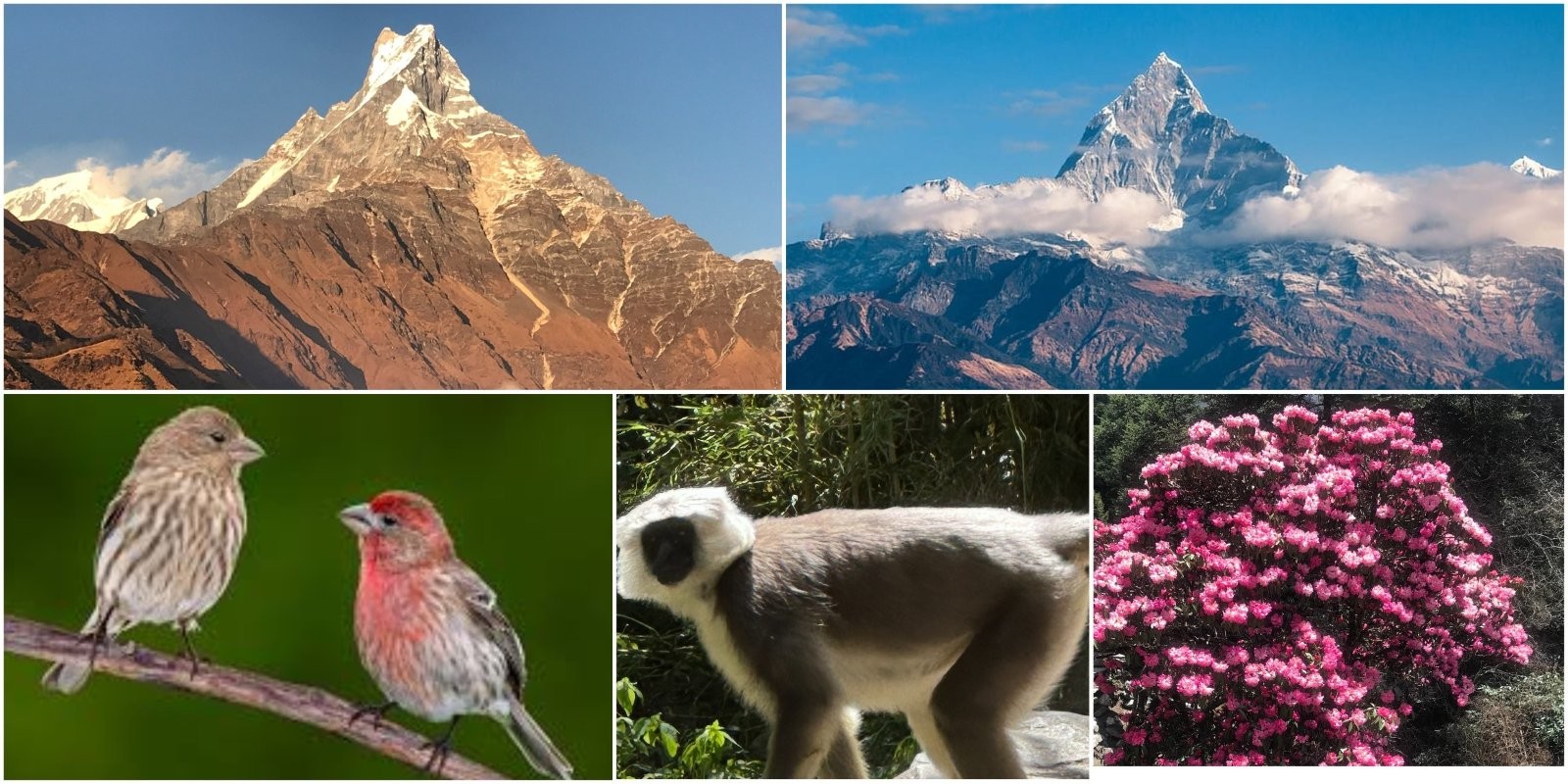Trekking trail from Forest Camp to High Camp on the Mardi Himal Trek, passing through alpine forests and mountain landscapes.